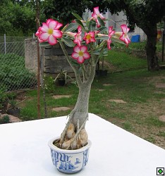 thn_obesum_bonsai.jpg