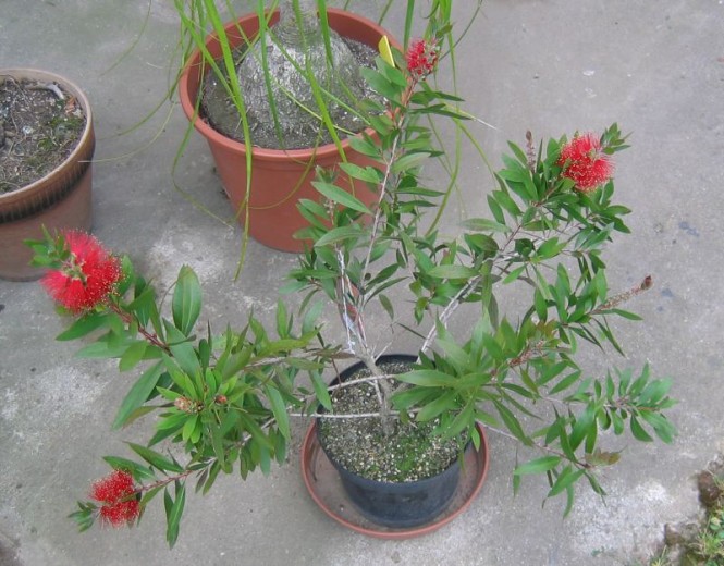 Callistemon