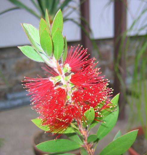 Callistemon